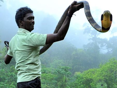 பாம்பு பிடி வல்லவரான வாவா சுரேஷை பாம்பு கடித்தது... உயிருக்கு போராட்டம்!