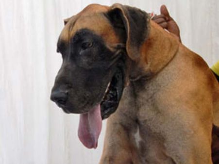 திருவிழாவில் கொல்லப்பட இருந்த 100 நாய்களைக் காப்பாற்றிய ”தெய்வத் தாய்”