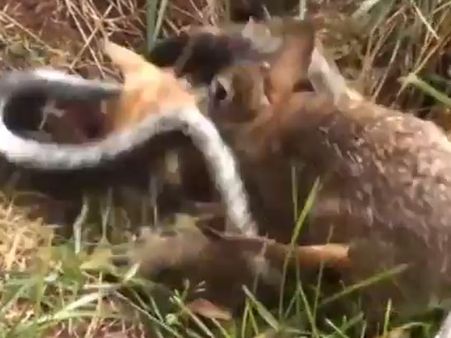 பாம்போடு போராடி குட்டிகளை மீட்கும் ‘அம்மா’ முயல்... வைரலாகும் வீடியோ!