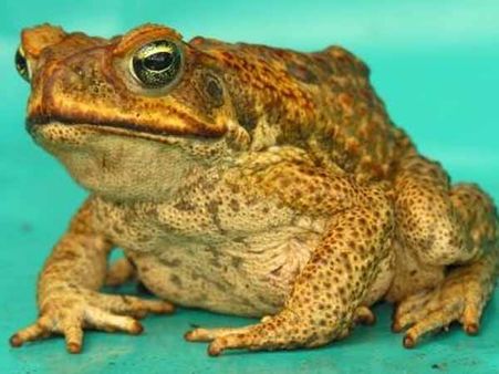 மப்பு ஜாஸ்தியாகி தவளையைப் பிடித்து நாவால் வருடிய குடிகாரர்