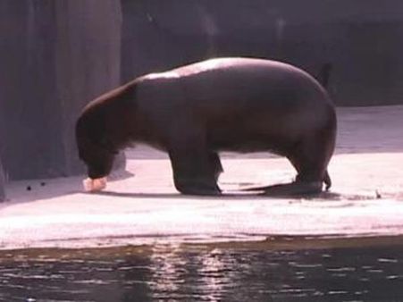 தகிக்கும் வெப்பம்... சிக்கன் ஐஸ்கிரீம் சாப்பிட்டு கூல் ஆகும் பாரிஸ் ஓநாய்