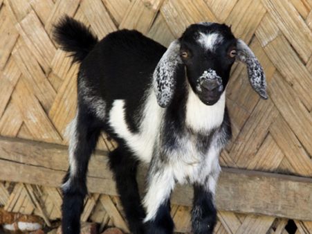 ஆடி வரும் பின்னே... ”ஆடு” விலை ஏறும் முன்னே...!