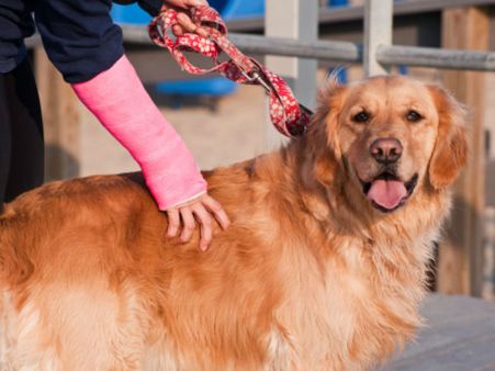 நாய் வளர்க்கப் போறீங்களா.. பதிவு செய்து விட்டு வரியையும் கட்டுங்க.. லூதியானாவில்!