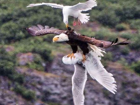 வெண் கழுத்துக் கழுகுடன்.. பாய்ந்து பாய்ந்து சண்டை போட்ட சீகல் பறவைகள்.. அலாஸ்காவில்