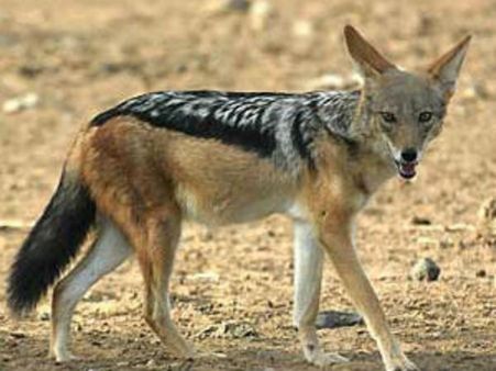 குள்ளநரிகளை வேட்டையாடி தலை, தோல் விற்பனை- வேலூரில் 2 பேர் கைது