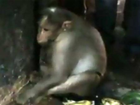 கண்ணீரும், கூப்பிய கரமுமாக கடவுளை வேண்டும் குரங்கு- வைத்தீஸ்வரன் கோயிலில் பரபரப்பு!