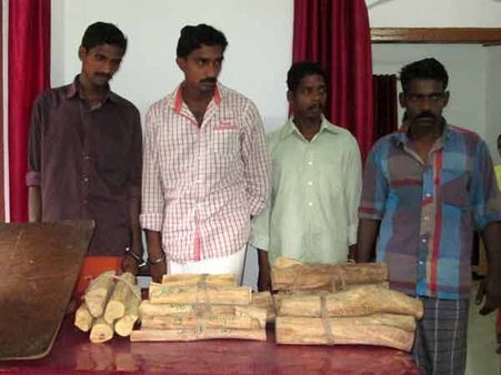 நெல்லை வனப்பகுதியில் சந்தனமரங்கள் வெட்டிக் கடத்தல்: கேரளாவில் 4 பேர் கைது