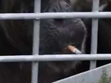 பார்வையாளர் தூக்கிப் போட்ட சிகரெட்டை ஸ்டைலாக புகைக்கும் சிம்பன்சி!