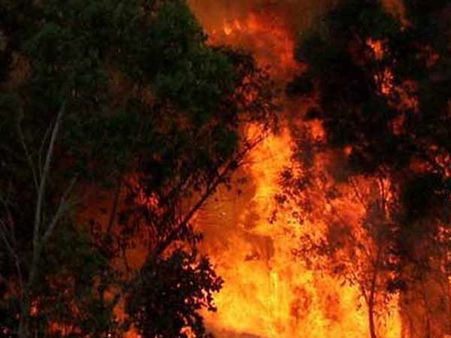 மேற்குத்தொடர்ச்சி மலையில் தொடரும் காட்டு தீயால் அரிய வகை மூலிகைகள் நாசம்