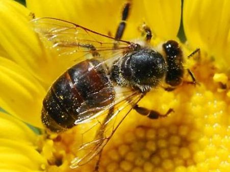 இறந்தவரை அடக்கம் செய்யப் போய் மலைத் தேனீயிடம் மாட்டிக் கொண்ட மக்கள் - நாமக்கல்லில் பரபர!