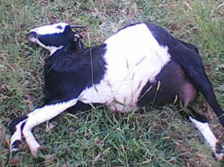 செங்கோட்டை அருகே புலிகள் நடமாட்டம்... ஆடுகளை கடித்துக் குதறியதால் பொதுமக்கள் பீதி