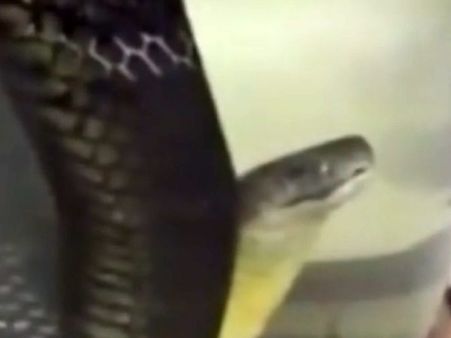 ஒரு ஒயின் பாட்டில்.. புஸுபுஸுன்னு உயிரோடு ஒரு பாம்பு.. திரில் வீடியோ பாஸ்... பாருங்க..!