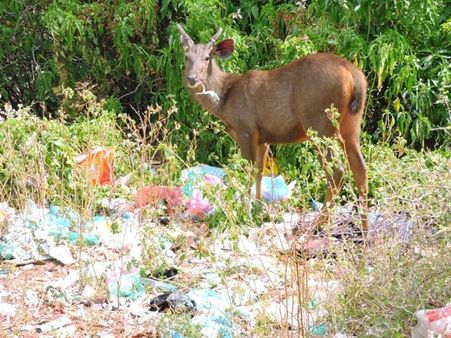முண்டந்துறையில் குவியும் பிளாஸ்டிக் கழிவுகள்.. உயிர் அபாயத்தில் வனவிலங்குகள்