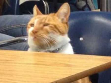 தினமும் பள்ளிக்கு செல்லும் பூனை: ஐடி கார்டு அளித்த பள்ளி நிர்வாகம்