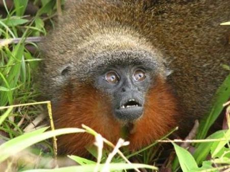 ஹய்யோ... எவ்ளோ அழகா இருக்கு இந்த புது வகைக் குரங்கு.. பேரு 