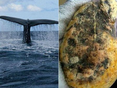 நம்ம ஊரில் பூந்திக்கு அலைவார்கள்.. இங்கோ திமிங்கலத்தின் வாந்திக்கு அலை பாய்கிறார்கள்!