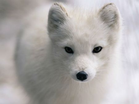 ”நாய்க்குட்டிதானேனு நம்பி ஏமாந்துட்டோம்”- நரிக்குட்டியை தத்தெடுத்து வளர்க்க நினைத்த ஜோடி!