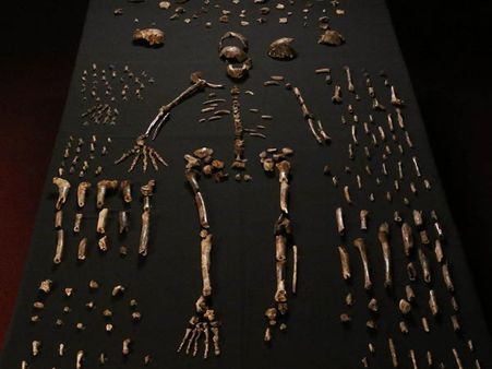 ”ஹோமோ நலெடி” - இவர்கள்தான் நம்முடைய மூதாதையர்களாம்; ஆப்ரிக்காவில் கண்டுபிடிப்பு!