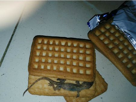 பிரிட்டானியா மில்க் பிஸ்கட்டில் செத்துக் கிடந்த பல்லி!