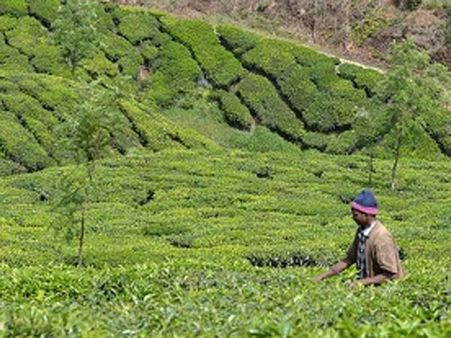 மூணாறு கண்ணன்தேவன் கம்பெனிக்கு எதிராக தேயிலை தோட்ட தமிழ் தொழிலாளர்கள் கிளர்ச்சி! அதிர்ந்த சங்கங்கள்!