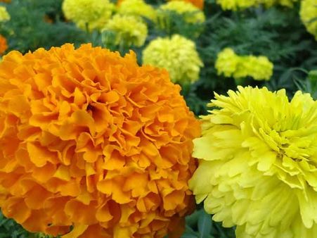 விளைச்சல் அதிகம்... கேந்தி பூக்கள் விலை கடும் சரிவு.. குப்பையில் கொட்டப்படும் சோகம்!