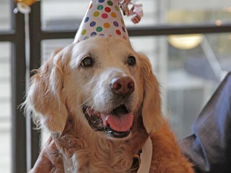 9/11 மீட்புப் பணியில் அசத்திய நாய் ‘பிரிட்னி’க்கு 16வது பிறந்தநாள்.. ராஜ மரியாதையுடன்!