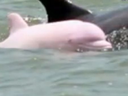 மீண்டும் தலை காட்டிய 