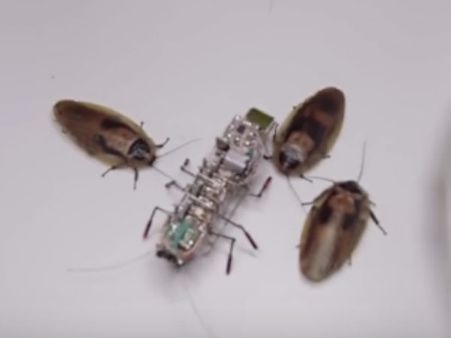 எதிரிகளை கண்காணிக்க வசதி.. அச்சு அசலாக கரப்பான் பூச்சி போன்று ரோபோ உருவாக்கிய ரஷ்யா