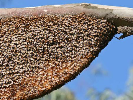 ஆட்டுக்குத் தழை வெட்டப் போய் தேனீ கொட்டி ஒருவர் பலி... 2 பேர் காயம்