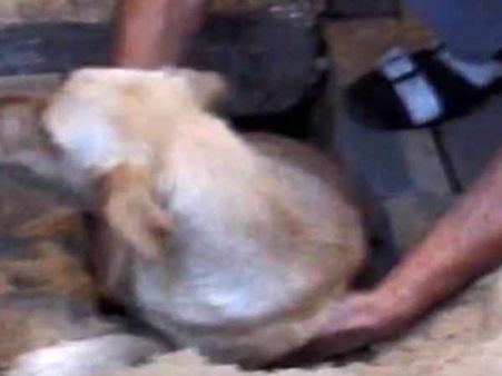 கர்ப்பிணி நாயை உயிருடன் நிலத்தில் புதைத்த அதிகாரிகள் - காப்பாற்றிய தம்பதி!