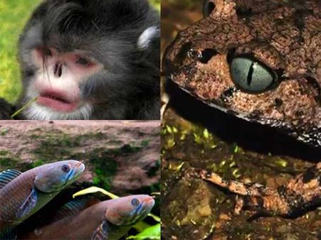 தும்மும் குரங்கு... நடக்கும் மீன்...நீலக்கண் தவளை- எல்லாமே நம்ம இமயமலையில் இருக்கு!