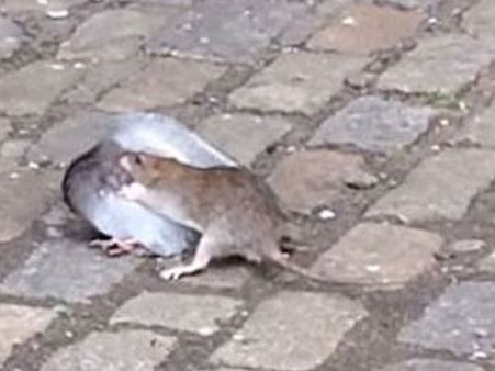 பெருச்சாளியிடம் சிக்கி பரிதாபமாக உயிரிழந்த புறா...!