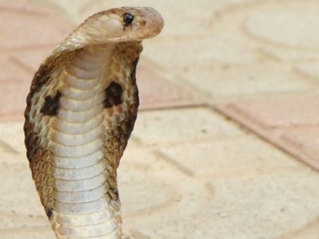 பணி நிரந்தரம் கோரி... 4 மணி நேரம் பாம்பு அறைக்குள் புகுந்து போராட்டம் நடத்திய ஊழியர்!