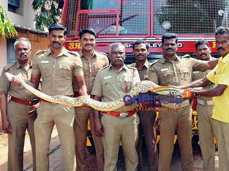 திண்டுக்கல் அருகே 16 அடி நீள மலைப்பாம்பை பிடித்த கிராம மக்கள்