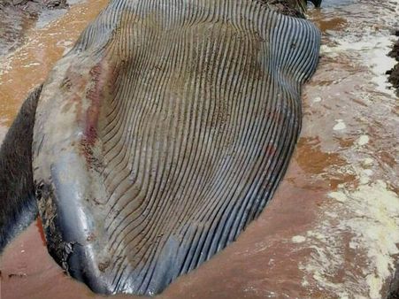 6 நாட்களாக கரையில் மிதந்து துர்நாற்றம் வீசிய திமிங்கலம்... கோடியக்கரையில் புதைப்பு