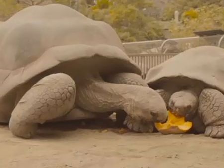 அமரிக்காவில் ஹாலோவியன் திருவிழாவைக் கொண்டாடும் ஆமைகள்