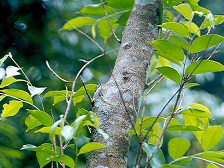 வீட்டு தோட்டத்தில் வளர்ந்த சந்தன மரத்தை கண் அயர்ந்த வேளையில் “அலேக்” செய்த மர்ம நபர்கள்!