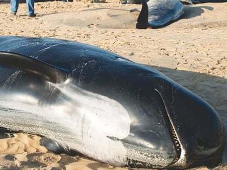 பிரான்ஸில் கரை ஒதுங்கிய 10 திமிங்கலங்கள்... மூச்சுத் திணறி 7 பலி