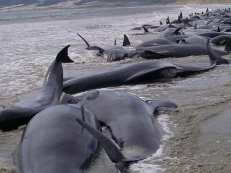 ‘புன்னகை மன்னன்’ கமல், ரேகா போல் தற்கொலை செய்து கொள்கின்றனவா டால்பின்களும்?