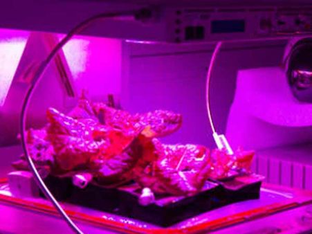 முதன்முறையாக சர்வதேச விண்வெளி ஆய்வு மையத்தில் பூச்செடி வளர்க்கும் நாஸா