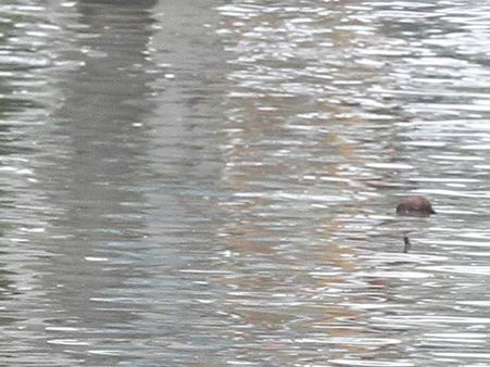 வெள்ளத்தில் தவிக்கும் காஞ்சி, திருவள்ளூர்: நதிகளில் கரைபுரண்ட வெள்ளம் - போக்குவரத்து துண்டிப்பு