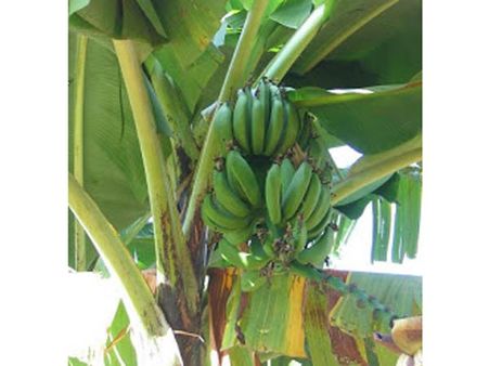 மழையால் அடிபட்டுப் போன கறிவாழை விற்பனை - புதுகை விவசாயிகள் அவதி