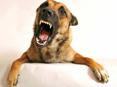 அச்சுறுத்தும் தெரு நாய்களை கொல்வதில் தவறில்லை; மனித உயிர் முக்கியம்- உச்ச நீதிமன்றம் தீர்ப்பு