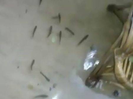 வீட்டுக்குள் வெள்ளம்!... ஹால், கிச்சனில் சுற்றும் மீன்கள், பாம்புகள்!!