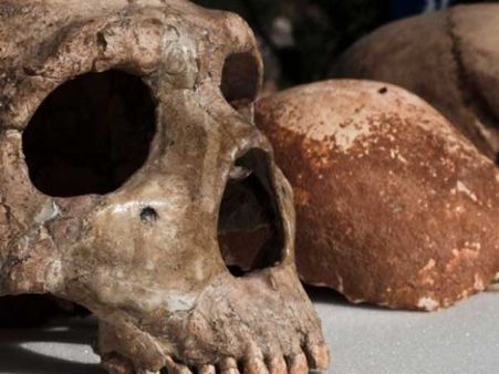 ஆதி தாத்தா ‘ஹோமோ எரக்டஸ்’ன் மண்டை ஓட்டு படிமம் சீனாவில் கண்டெடுப்பு