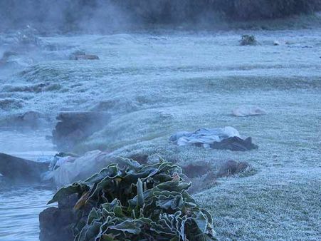 ஊட்டியை சூழ்ந்தது “உறைபனி”- கருகும் காய்கறிகள்; குளிரால் நடுங்கும் மக்கள்!