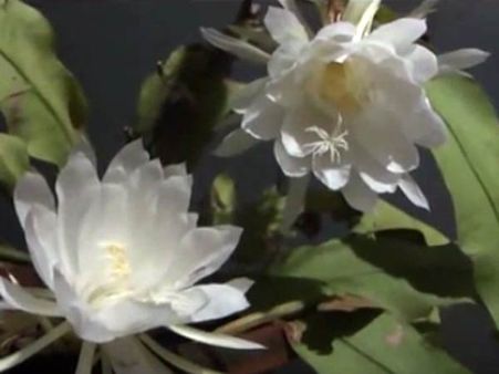 ஆண்டுக்கு ஒருமுறை பூக்கும் “பிரம்ம கமலம்”- பழனியில் நேற்று பூத்துக் குலுங்கியது!