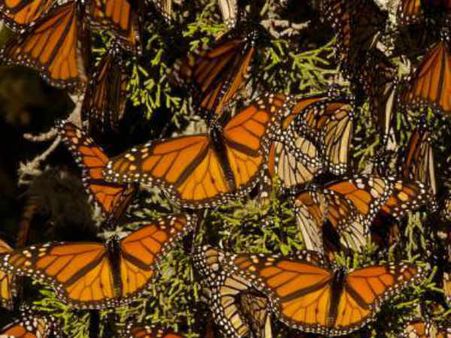 மெக்சிகோ வானை அலங்கரிக்கும் லட்சக்கணக்கான 