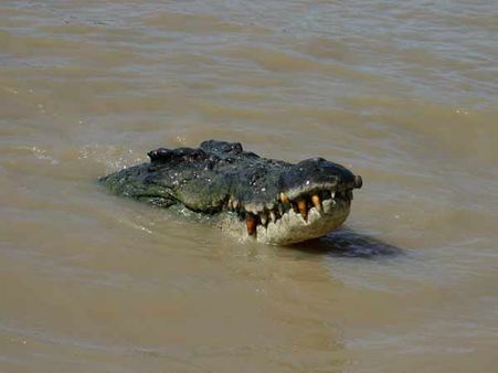 சென்னை வெள்ளத்தில் முதலைகள் சுற்றுகின்றனவா?: முதலை வங்கி விளக்கம்