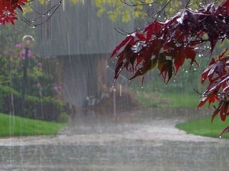 கனமழையால் பெரம்பலூரில் 25 ஆயிரம் ஹெக்டேர் பருத்தி பயிர்கள் நாசம்